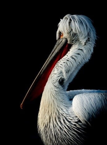 stork