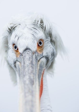 stork