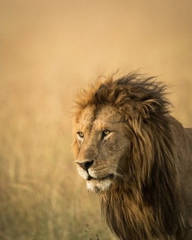 lion